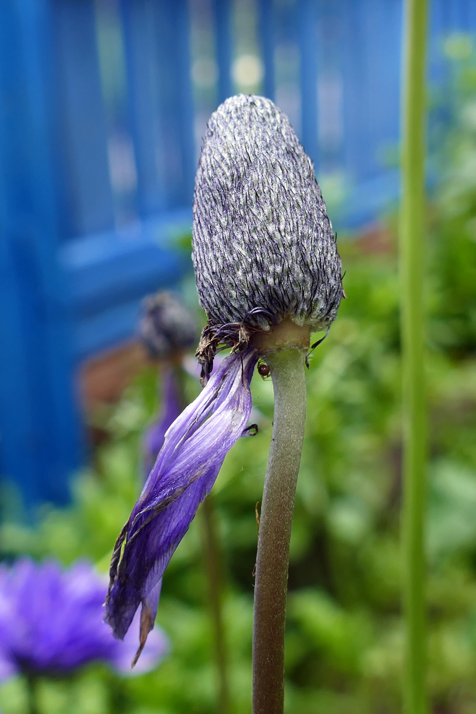 Изображение особи Anemone coronaria.
