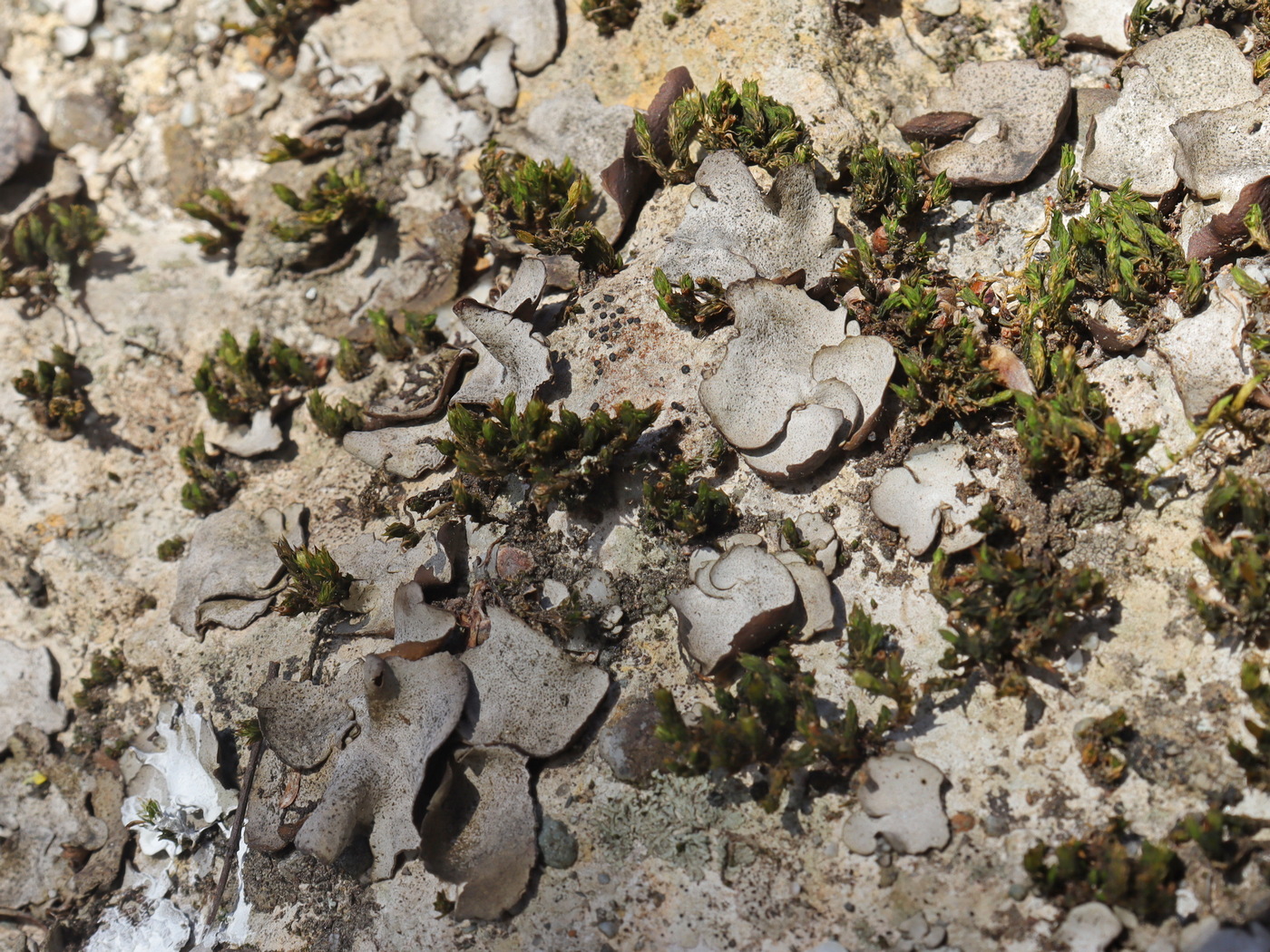 Image of Dermatocarpon miniatum specimen.