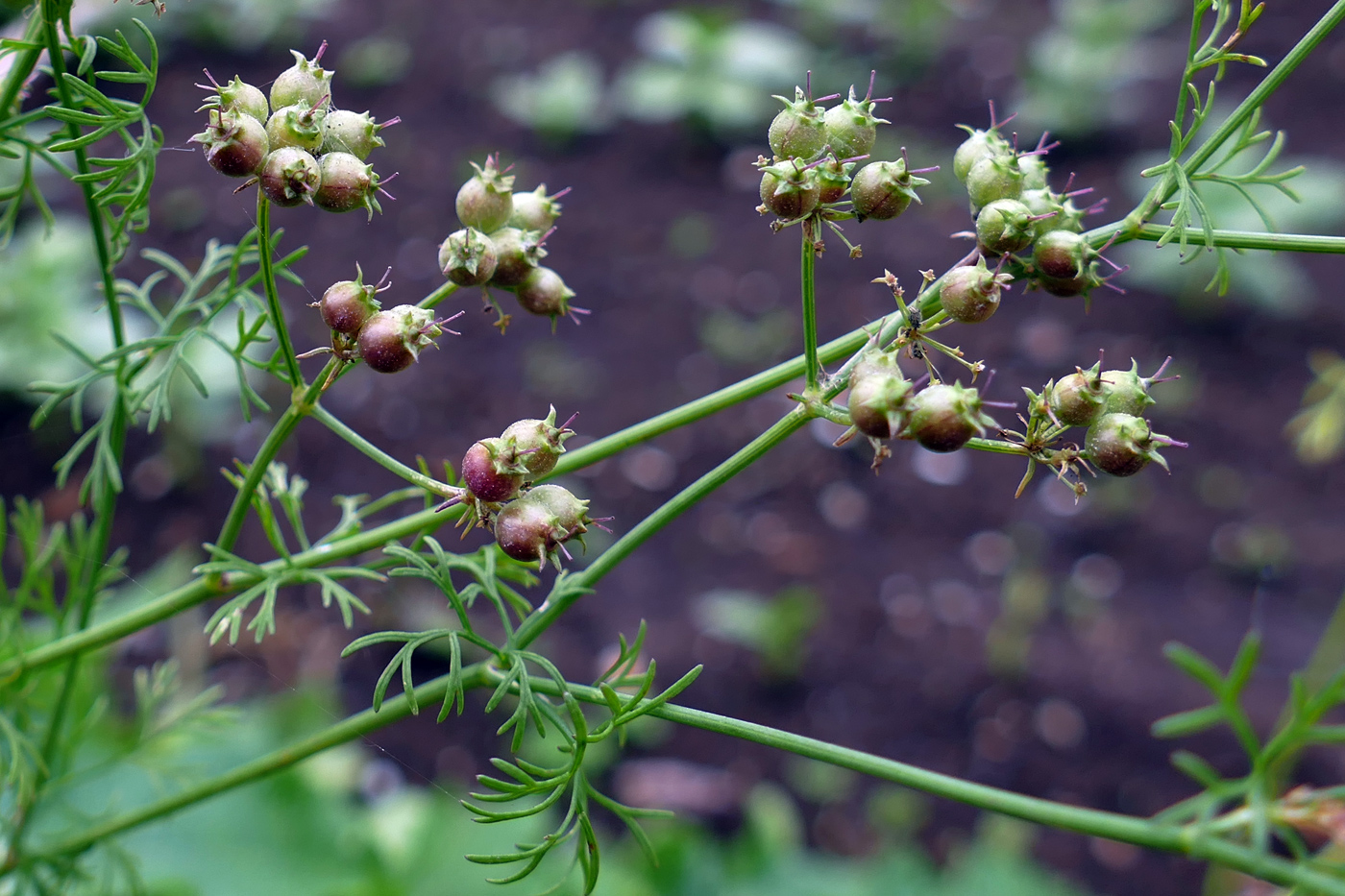 Image of Coriandrum sativum specimen.