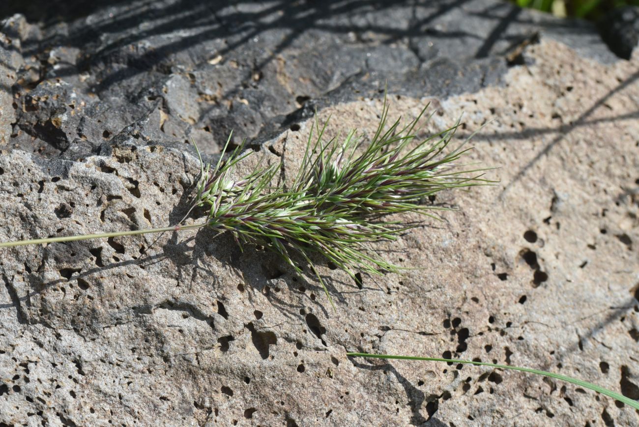 Image of Poa bulbosa ssp. vivipara specimen.