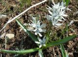 Scilla puschkinioides