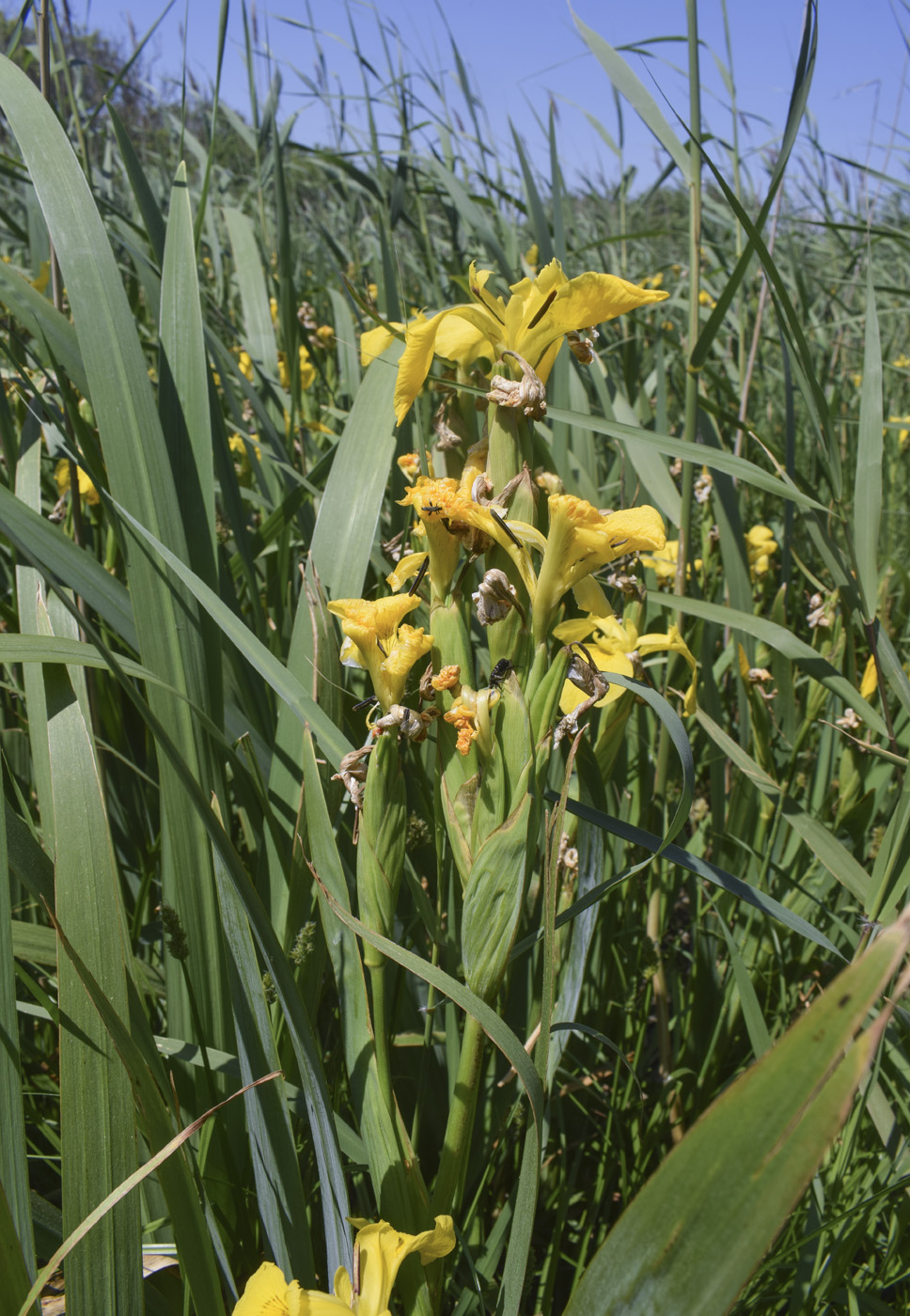 Изображение особи Iris pseudacorus.