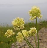 Allium condensatum. Верхушка цветущего растения. Приморский край, Хасанский р-н, зал. Посьета, гора Мраморная. 16.08.2009.