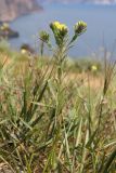 Neatostema apulum