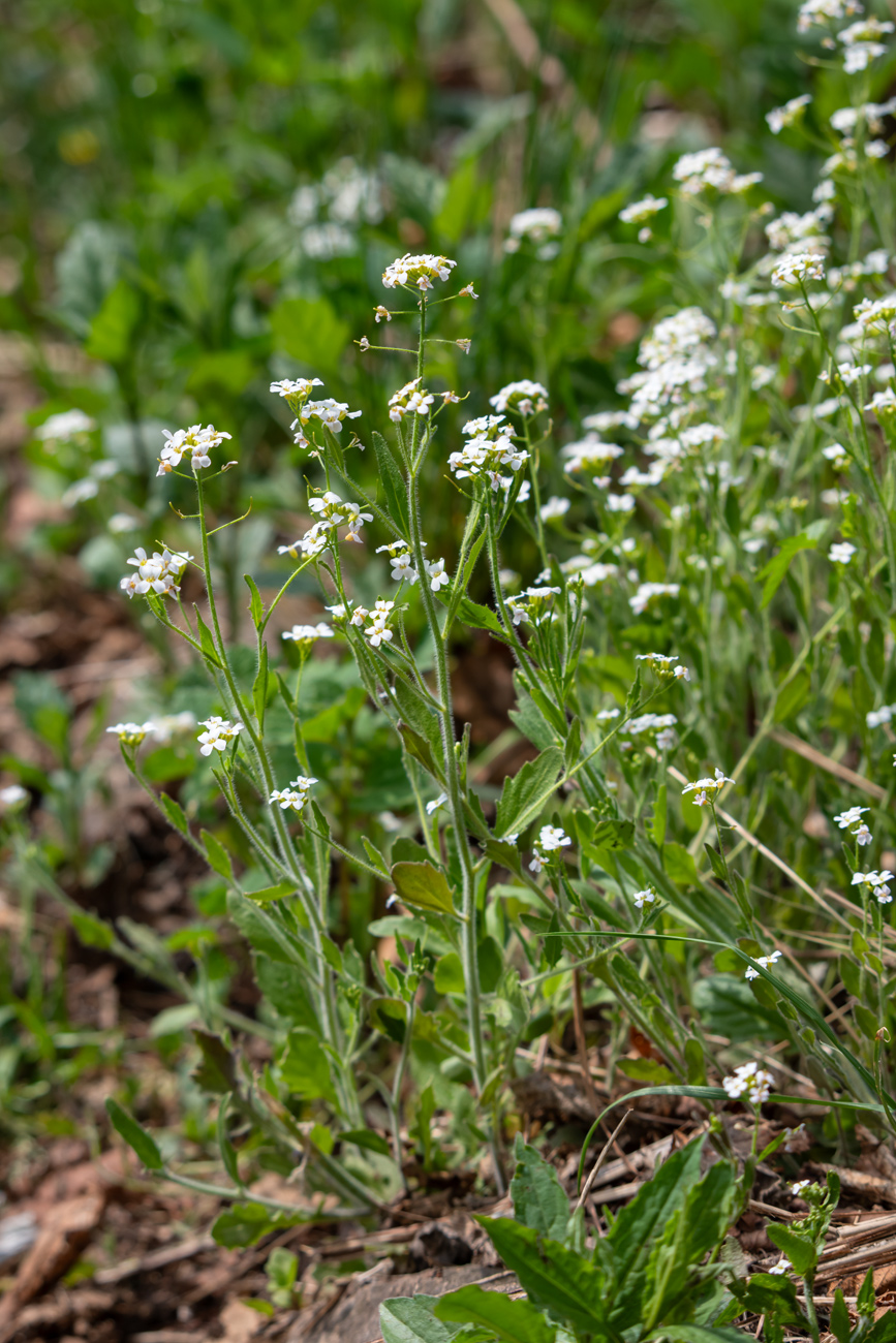 Image of Arabidopsis gemmifera specimen.