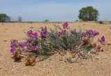 Oxytropis hailarensis. Цветущее и плодоносящее растение. Приморский край, Ханкайский р-н, окр. с. Троицкое, берег оз. Ханка, на песках. 25.05.2026.