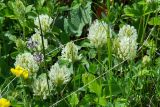 genus Trifolium