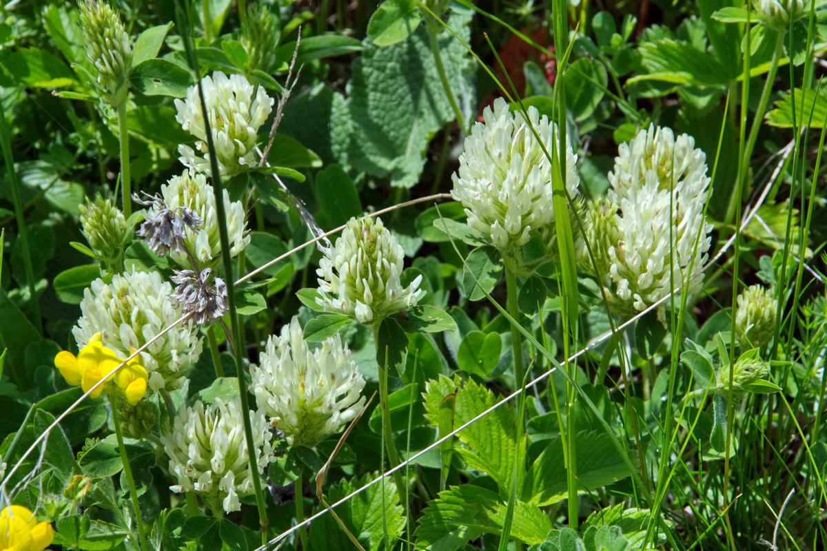 Image of genus Trifolium specimen.