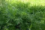 Tagetes minuta. Вегетирующие растения. ЮАР, пров. Гаутенг, пригород Киблер Парк (Kibler Park), природный запов. \"Клиприверсберг\" (Klipriviersberg Nature Reserve), ферма семьи Морей (Marais Family), залежь. 20.01.2025.