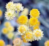 Helichrysum arenarium. Цветки. Волгоград, Красноармейский р-н; поляна рядом с Чапурниковской балкой. 03.06.2026.
