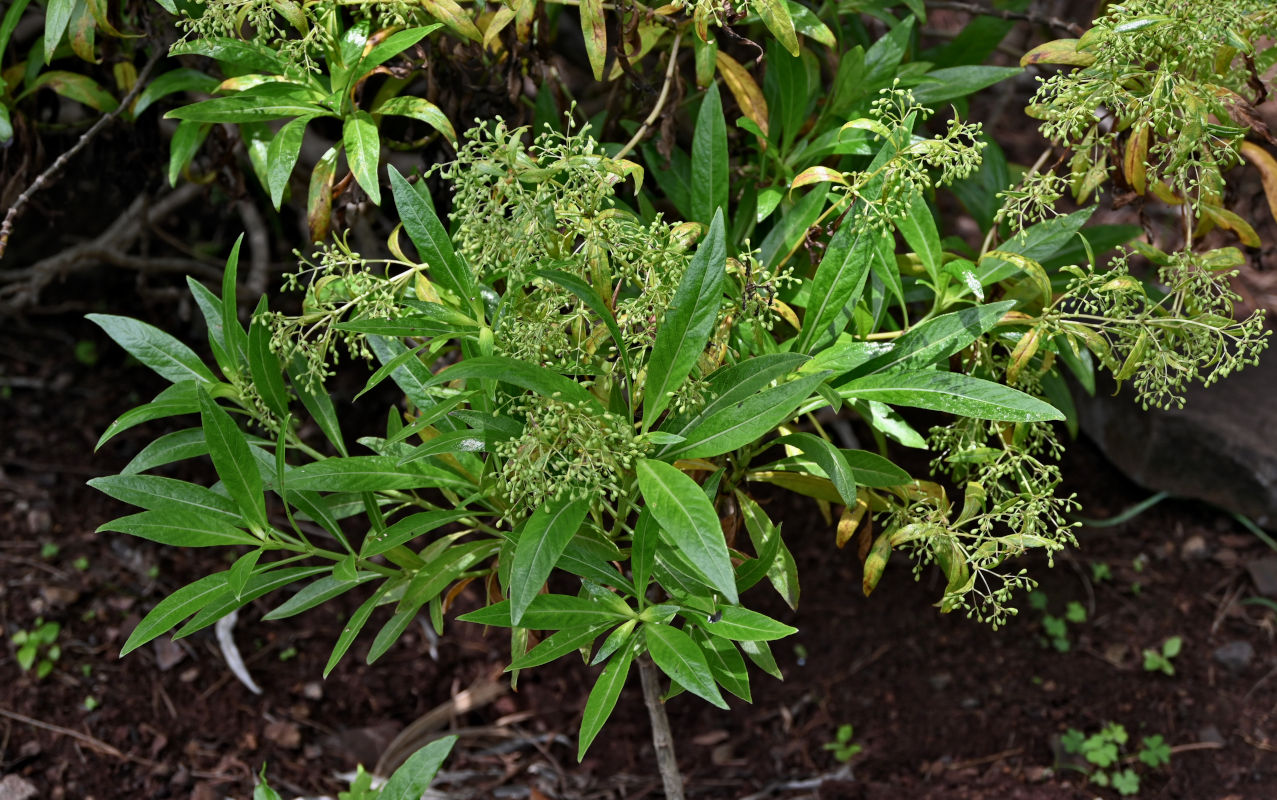 Image of familia Rubiaceae specimen.