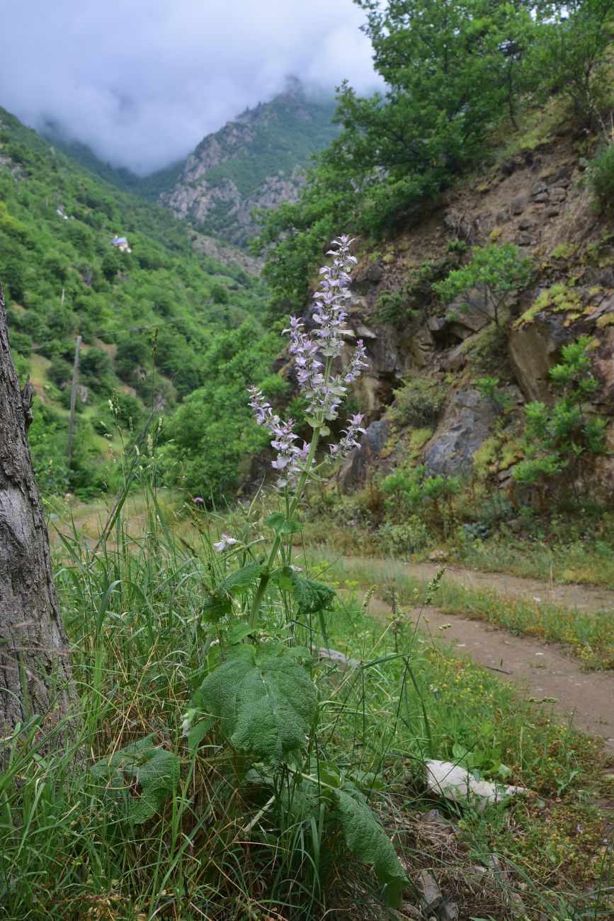 Изображение особи Salvia sclarea.