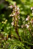 Pedicularis nordmanniana. Верхушки побегов с соцветиями. Карачаево-Черкесия, Карачаевский р-н, дол. р. Джалпакол, ≈2600 м н.у.м., каменистый склон. 11.08.2026.
