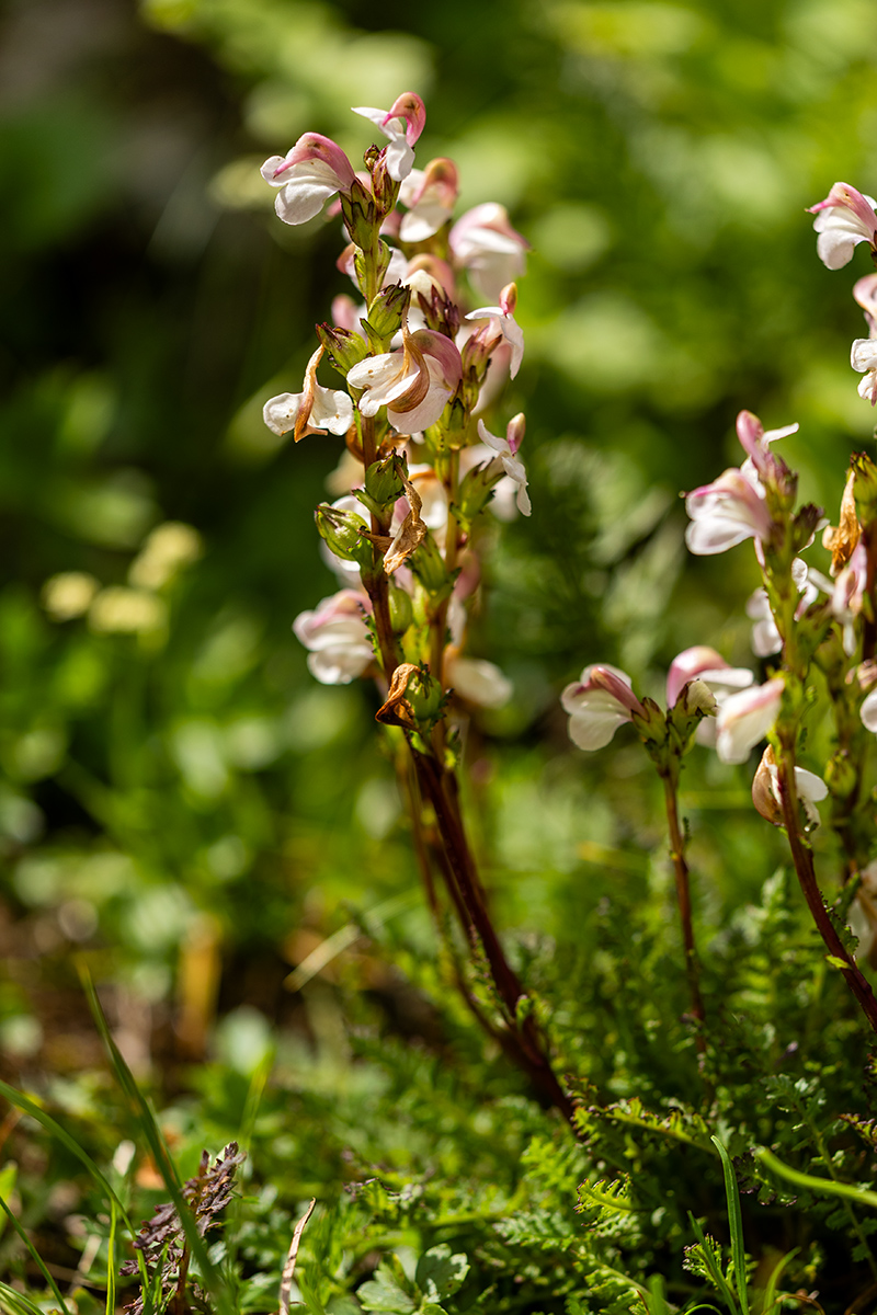 Image of Pedicularis nordmanniana specimen.
