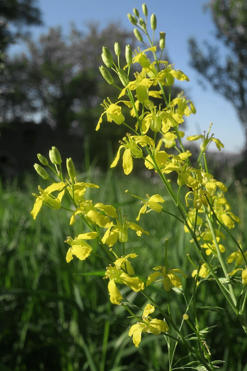 Image of Sisymbrium volgense specimen.