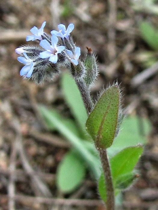 Изображение особи Myosotis micrantha.