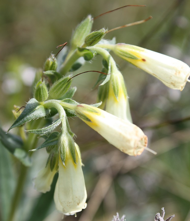 Image of Onosma simplicissima specimen.