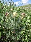 Oxytropis pilosa. Верхняя часть цветущего и плодносящего растения. Крым, окр. пос. Коктебель. 10 июня 2011 г.