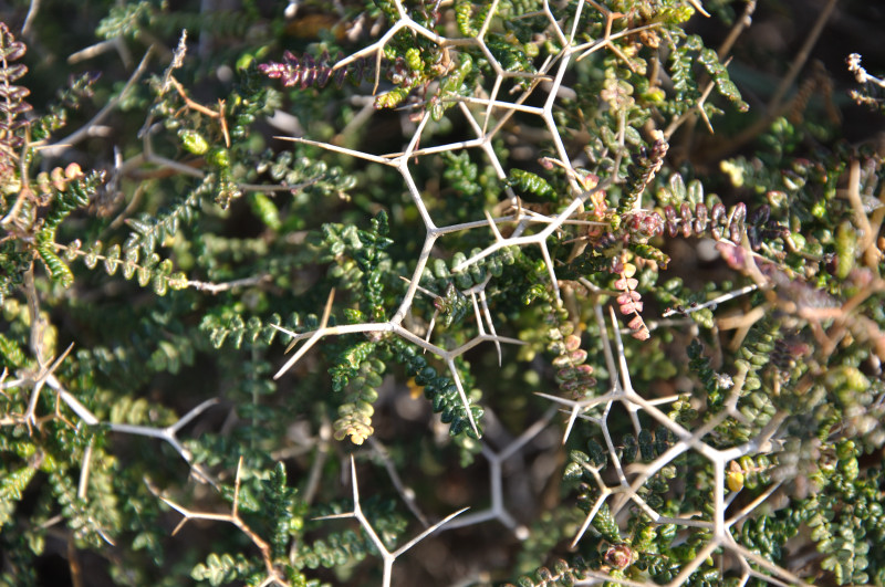 Изображение особи Sarcopoterium spinosum.