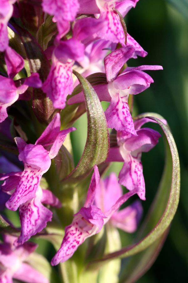 Изображение особи Dactylorhiza incarnata.