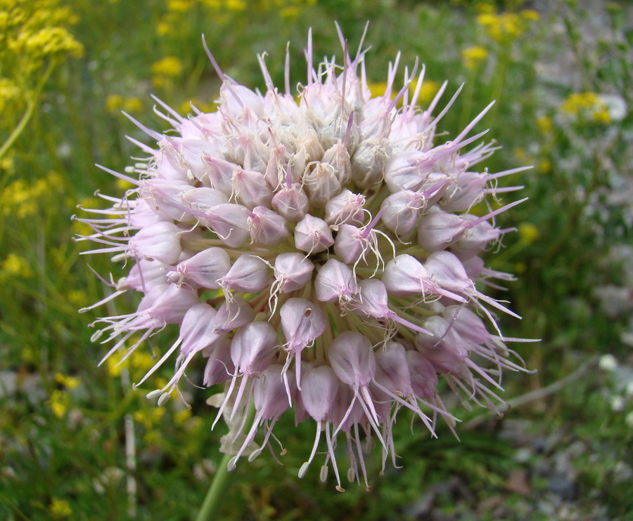 Изображение особи Allium carolinianum.