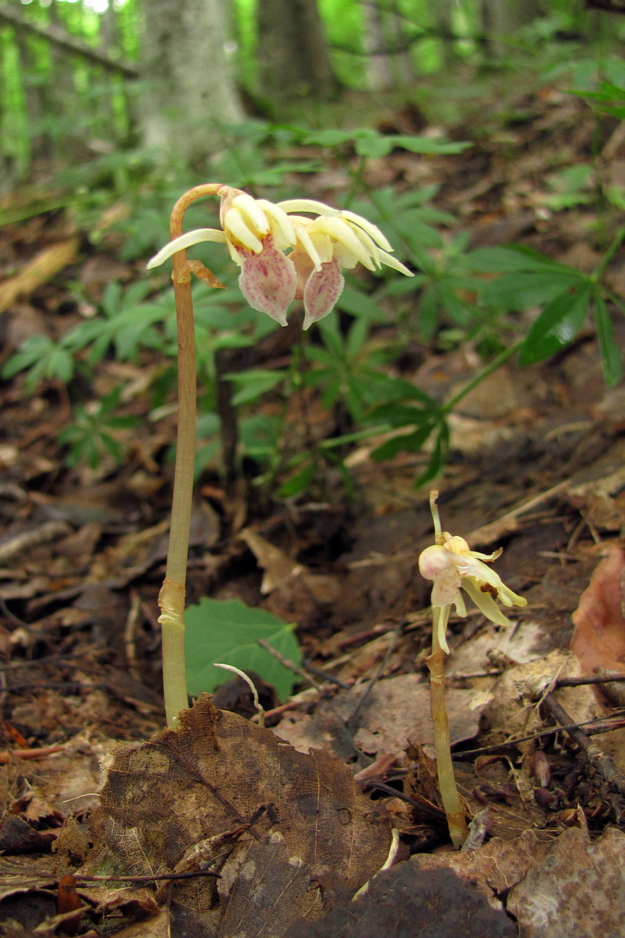 Image of Epipogium aphyllum specimen.