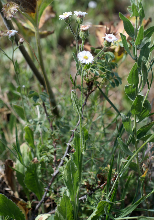 Изображение особи Erigeron pseuderigeron.