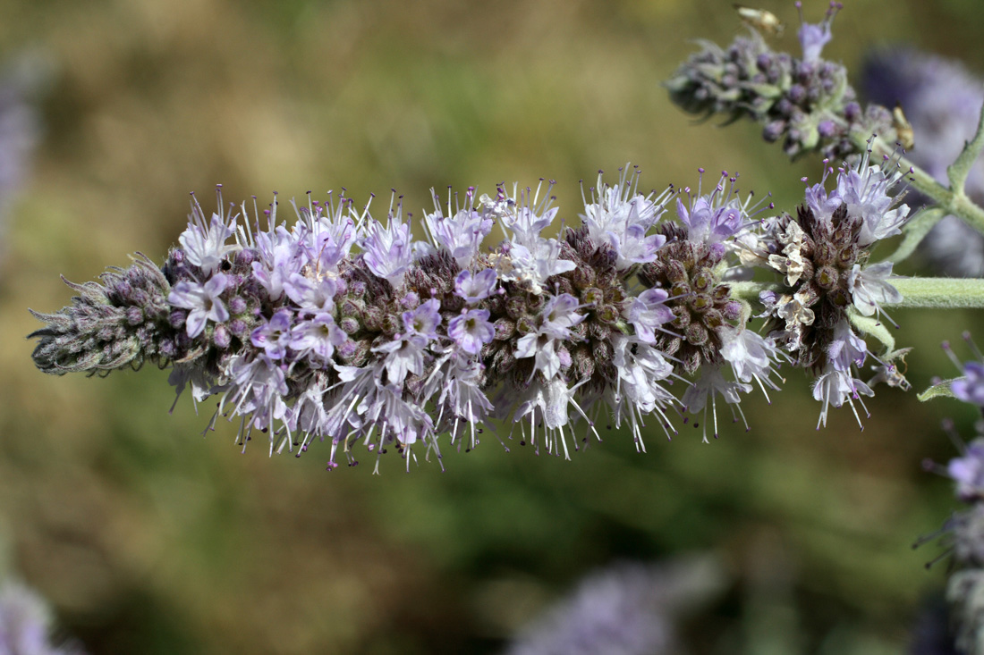 Image of Mentha asiatica specimen.