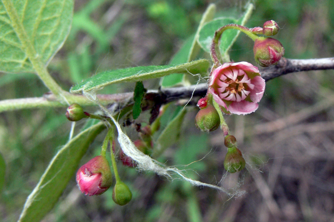 Изображение особи Cotoneaster melanocarpus.