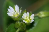 Myosoton aquaticum. Цветки. Московская обл., Раменский р-н, окр. дер. Хрипань, лес у ЛЭП. 09.06.2007.