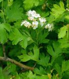 Crataegus turkestanica. Цветущий побег. Казахстан, хр. Каратау, окр. с. Ойык (Уйик). 30.04.2011.