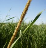 Typha domingensis