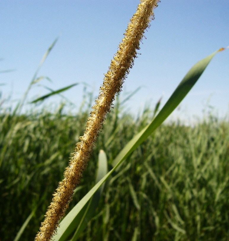 Изображение особи Typha domingensis.