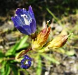 Gentiana olivieri