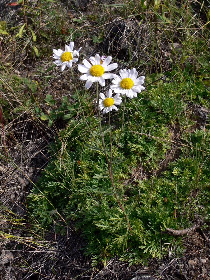 Image of Chrysanthemum zawadskii specimen.