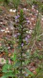 Dracocephalum thymiflorum