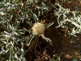 Atractylis carduus. Верхушка побега с соцветием. Израиль, Шарон, г. Герцлия, высокий берег Средиземного моря. 09.05.2010.
