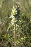 Phlomoides speciosa. Верхушка плодоносящего растения. Южный Казахстан, верховья Арыси. 21.06.2011.