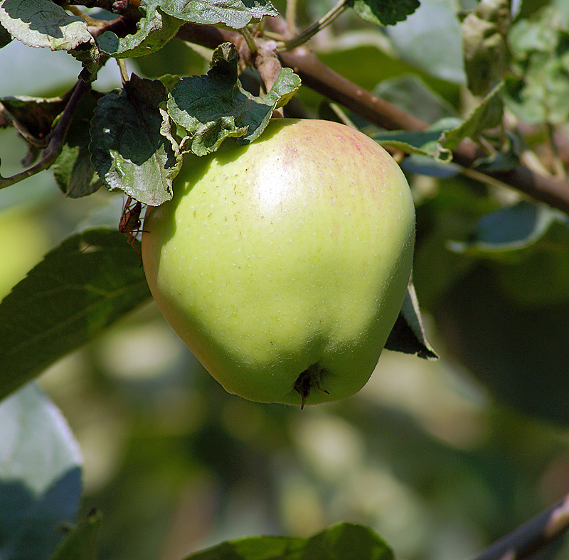 Изображение особи Malus domestica.