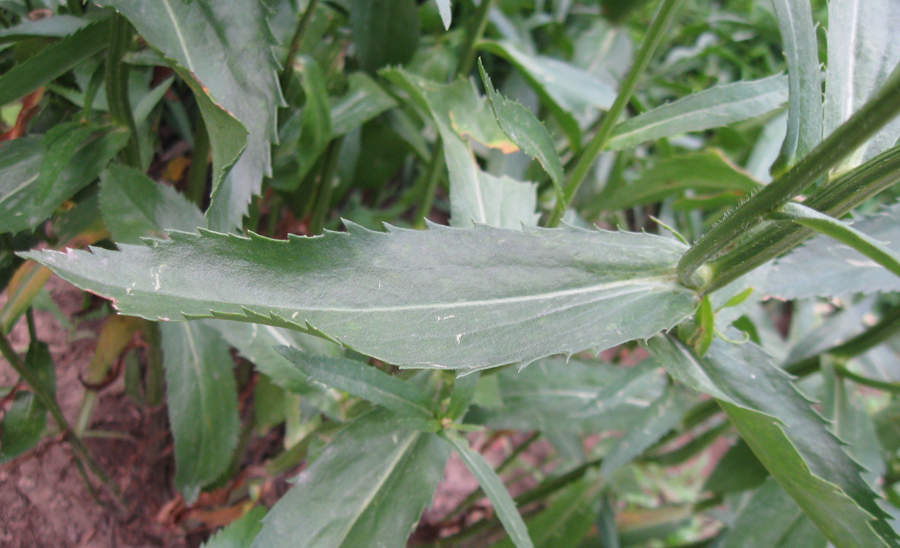 Image of Leucanthemum maximum specimen.