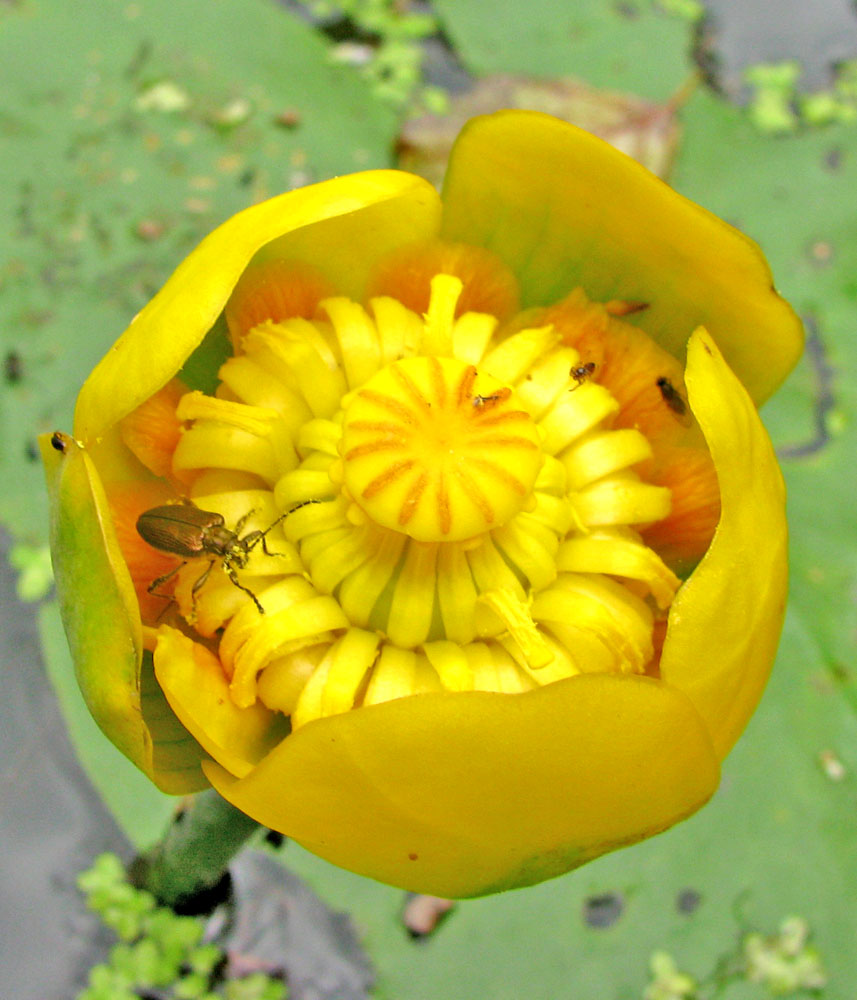 Изображение особи Nuphar lutea.