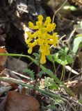 Corydalis speciosa