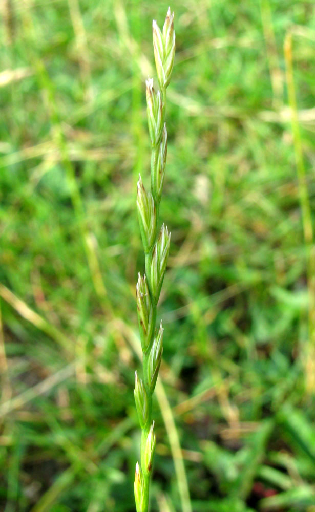 Image of Lolium perenne specimen.
