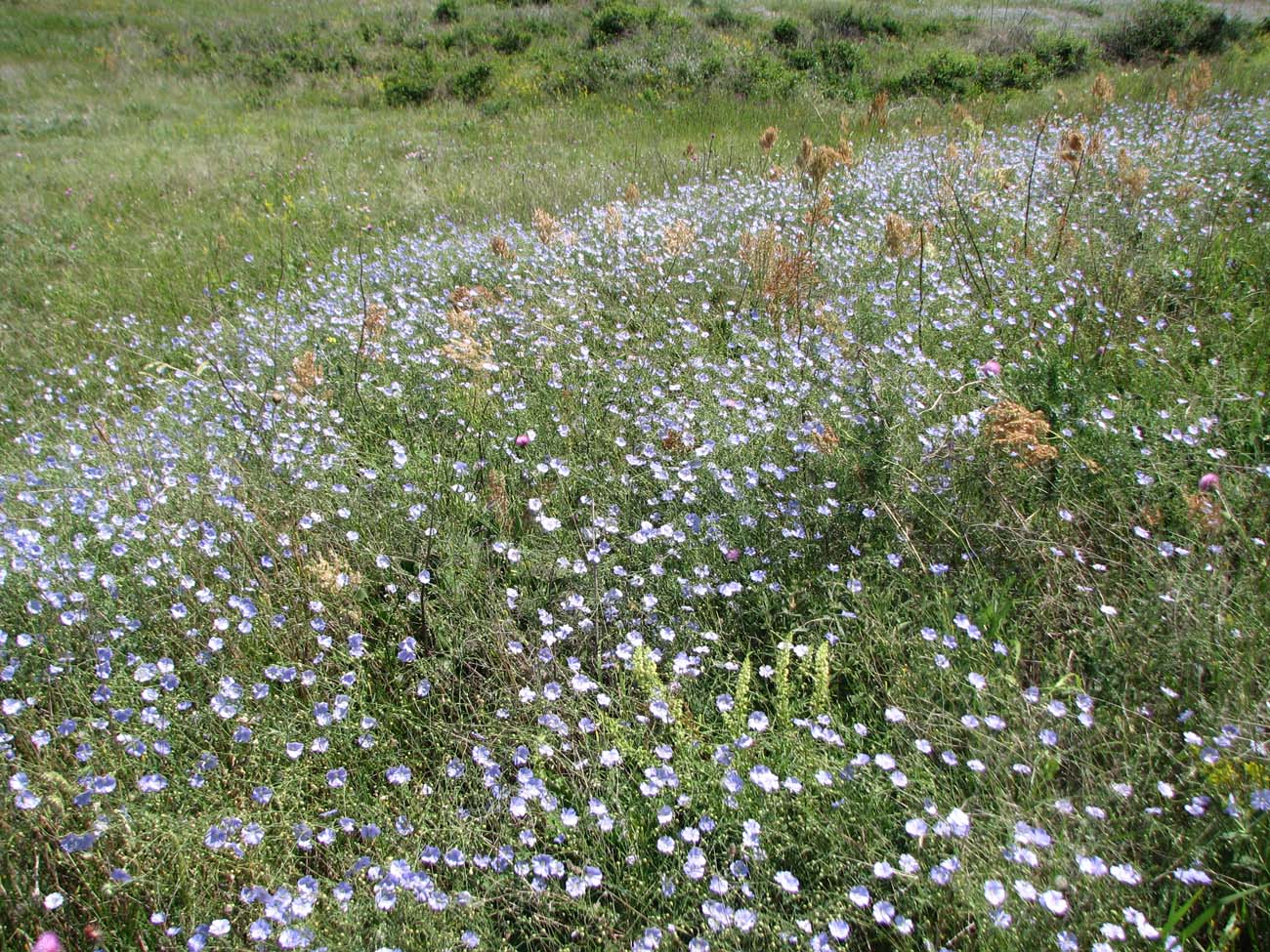 Image of Linum austriacum specimen.