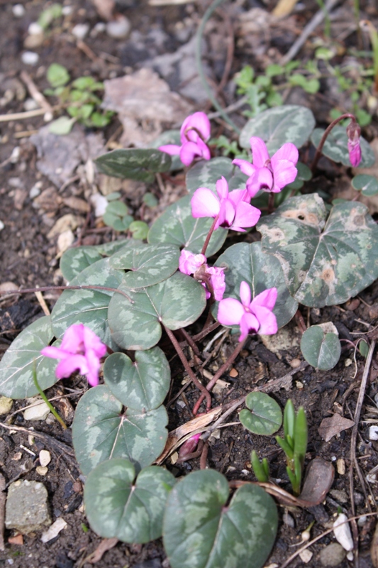 Изображение особи Cyclamen coum.