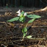 Galeopsis bifida. Цветущее растение. Смоленская обл., Смоленский р-н, окр. пос. Каспля, еловые посадки. 25.08.2011.