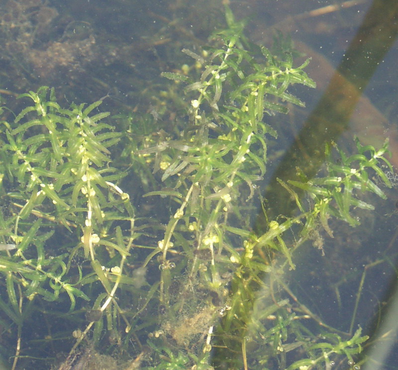 Image of Callitriche hermaphroditica specimen.