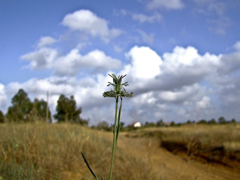 Изображение особи Nigella arvensis.