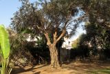 Olea europaea. Старое дерево. Израиль, Шарон, г. Герцлия, в культуре. 01.04.2012.