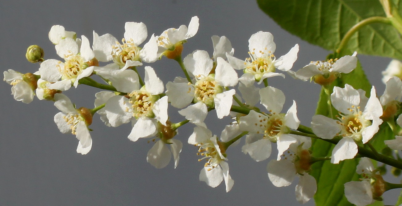 Image of Padus avium ssp. pubescens specimen.